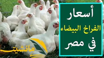 أسعار الدواجن اليوم السبت 24/2/2024 والبيض في بداية تعاملات الأسواق المصرية للمستهلك