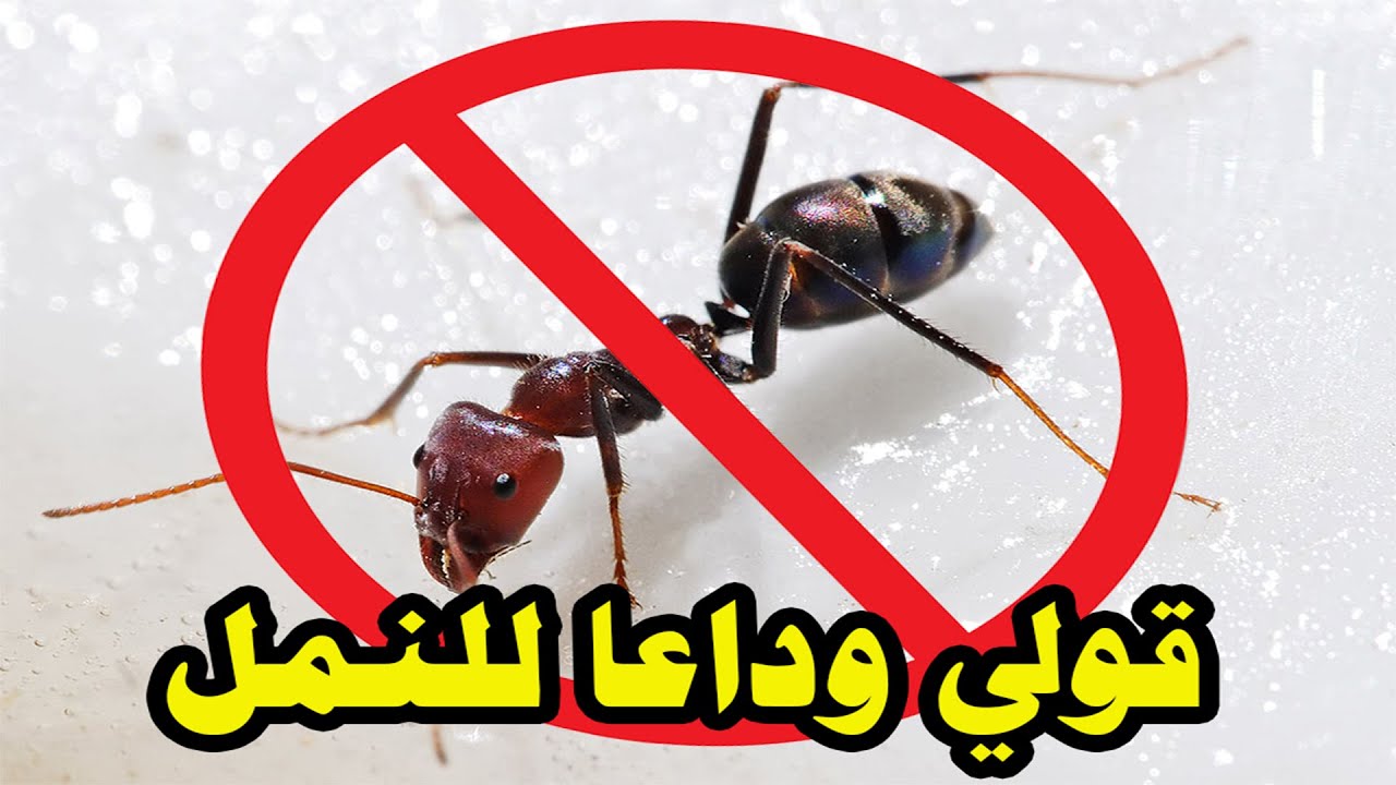 مش هتشوفي نملة فالبيت .. طرق طبيعية للقضاء على النمل نهائيًا والتخلص منه إلى الأبد بدون أي مواد كيميائية
