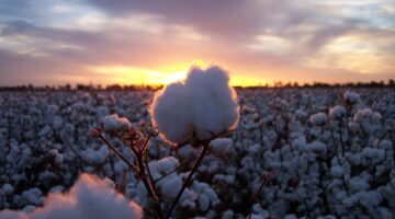 mike carberry courtesy of cotton australia