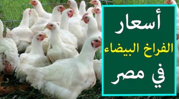 بورصة الدواجن اليوم أسعار الفراخ البيضاء 3