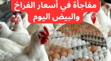 بورصة الدواجن اليوم. أسعار الفراخ البيضاء والبلدي والساسو وكم سجلت كرتونة البيض الجمعة 15 11 2024؟