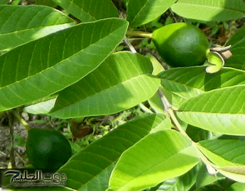 جسمك هيبقا سايح زي الزبدة.. امراة عمانيه تكشف مشروب سحري في كل بيت يقضي على الكرش نهائيا بسرعة الصاروخ