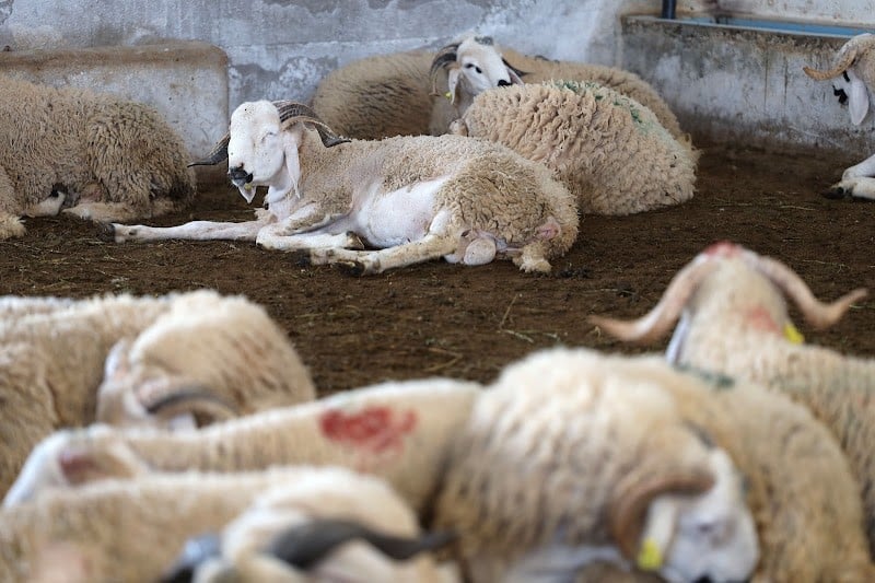 جمعية مربي الأغنام تقرّر معاقبة منخرطين بسبب “الافتحاص المالي”