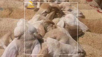 عاجل.. 
                                            وزارة التموين تبدأ إنشاء الشوادر لطرح الخراف الحية للأضاحى الثلاثاء