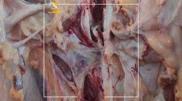 عاجل.. 
                                            محافظ الجيزة: الذبح بالمجان فى المجازر الحكومية خلال أيام العيد