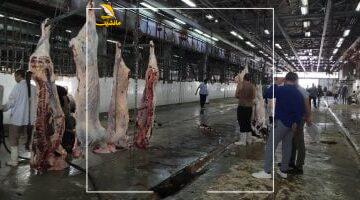 عاجل.. 
                                            محافظ القاهرة: 7 مجازر تستقبل أضاحى المواطنين مجانا طوال أيام العيد