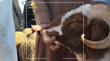 عاجل.. 
                                            الكبش العملاق.. أكبر خروف فى أسواق الإسكندرية وزنه 120 كيلو (فيديو)