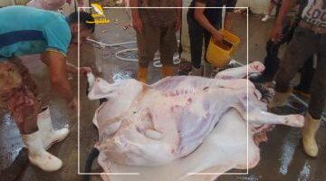 عاجل.. 
                                            قبل عيد الأضحى.. اعرف أماكن المجازر الحكومية لذبح الأضاحى بالإسكندرية
