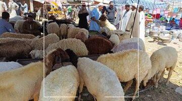 لازم تعرف ده.. باحث يكشف كيف تهيئ الأضحية صح قبل الذبح لضمان سلامة اللحوم