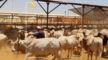 مش ممكن بجد؟.. فتوى الأزهر تحسم جدل ذبح المرأة للأضحية