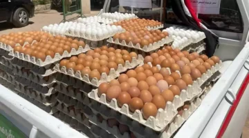 البيض.. ده رسمي! ارتفاع أسعار البيض البلدي اليوم الخميس في الأسواق