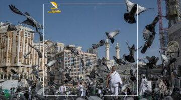 حجاجنا في أمان.. نفرة عرفات للمزدلفة تكللت بالنجاح وجهود بعثة حج القرعة المصرية تستحق الإشادة