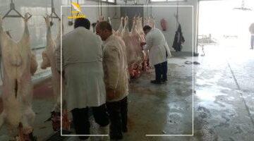 وفرت عليكم.. وزارة الزراعة: ذبح أكثر من 20 ألف أضحية بالمجازر الحكومية مجانا حتى الآن