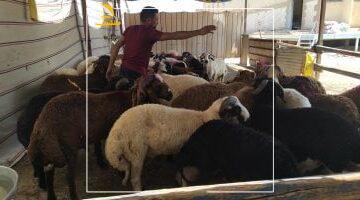 يهم كل بيت قاهري.. خدمات مجانية بمجازر القاهرة لذبح الأضاحي طوال أيام العيد