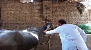 فلوسك مواشي..! بيطري يكشف أعراض الحمى القلاعية.. وكيف تحمي ماشيتك من الفيروس القاتل