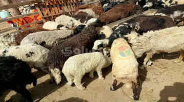فلوسك أضحية؟.. الأزهر يحسم حكم التبرع بقيمة الأضحية عوضًا عن الذبح