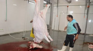 الشغل على ودنه.. المجازر الحكومية تستقبل 7900 أضحية في اليوم الثالث لعيد الأضحى