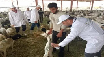 اطمن على أضحيتك.. وزير الزراعة يتابع بعثة الإشراف البيطري على الأضاحي بالسعودية