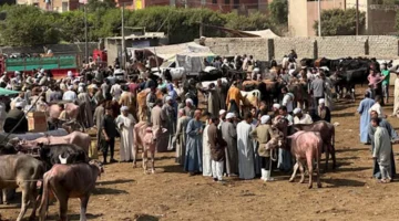 إلحق مواشيك.. بالصور إقبال تاريخي وحركة غير مسبوقة بسوق مواشي الوراق قبل عيد الأضحى