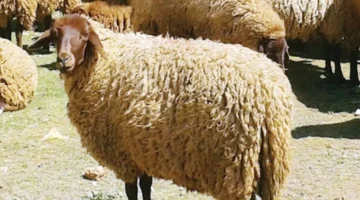 لقطة قبل العيد.. بالتفاصيل: أسعار الخروف البرقي اليوم الجمعة 6/6/2025 في الأسواق استعدادًا للأضحية