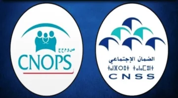 كنوبس 2 3 1.webp