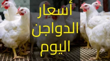 بورصة الدواجن سعر الفراخ البيضاء اليوم.webp