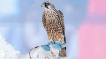 كامل إنتاجها مباع.. مزرعة BG FALCONS التشيكية تحقق نجاحًا كبيرًا في مزاد الصقور السعودي 2025