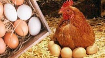 30 جنيهًا هبوطًا.. أسعار الدواجن والبيض اليوم السبت تشهد تراجعًا ملحوظًا