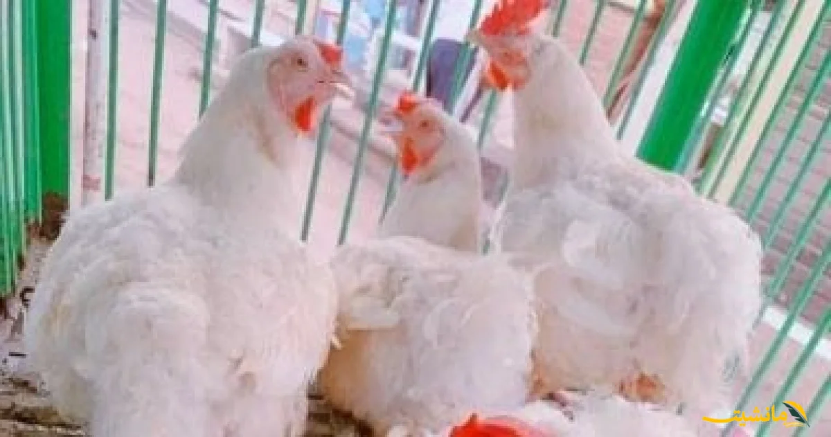 1754899578 202504121230103010