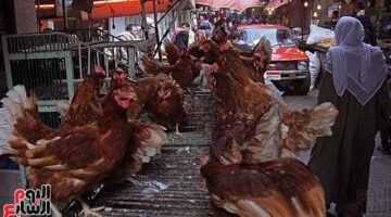 1754945539 202412100659175917