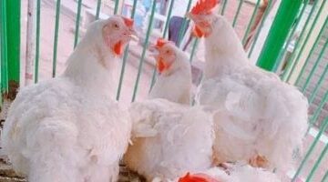 قفزة مفاجئة.. سعر الدجاج اليوم الثلاثاء 12-8-2025 بالمنوفية يُشعل الأسواق