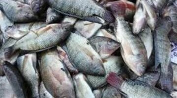 قفزة في سعر المرجان وانخفاض البلطي.. أسعار السمك اليوم بسوق العبور تشهد تباينًا ملحوظًا