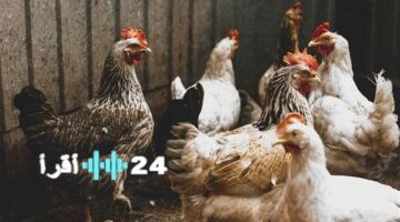 تحليق وهبوط.. أسعار الدواجن تتأرجح في أسواق الأربعاء 13 أغسطس 2025
