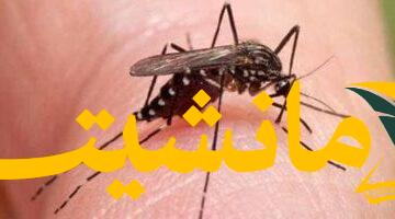 الصحة العالمية قلقة..  شيكونجونيا في الصين: ما مدى خطورة الفيروس وكيف تحمي نفسك؟
