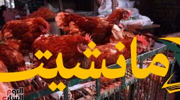 تحديث أسعار الدواجن.. أسعار الدجاج بكفر الشيخ اليوم الأربعاء 6 أغسطس 2025