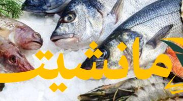 صحة وعافية.. 5 أنواع من المأكولات البحرية تقوي مناعتك بفضل دهونها الصحية