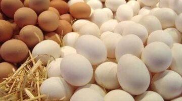 سعر البيض اليوم.. مفاجأة في أسواق كفر الشيخ الجمعة 8 أغسطس 2025
