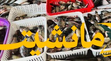 عاجل.. أسعار الأسماك بكفر الشيخ ترتفع: البلطي يسجل 70 جنيهاً للكيلو الأربعاء 6 أغسطس 2025