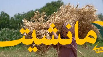 انخفاض غير مسبوق.. واردات مصر من القمح تتراجع لأدنى مستوى | تعرف على الأسباب