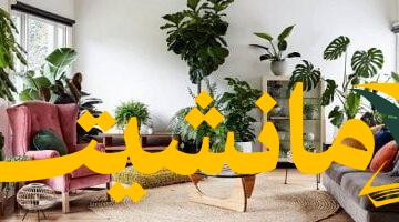 هواء نقي رغم الرطوبة.. 4 نباتات منزلية تزيل رائحة العفن في الموجة الحارة
