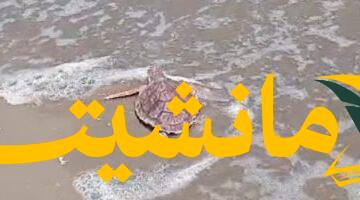 عودة إلى الحياة.. وزارة البيئة تطلق سلحفاة بحرية في محمية أشتوم الجميل