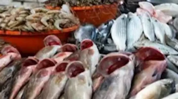 قفزة سعرية جديدة.. أسعار الأسماك والمأكولات البحرية في سوق العبور اليوم 9-8-2025