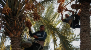 إنتاج ضخم.. التمور المصرية تغزو الأسواق الدولية بمليوني طن سنويًا