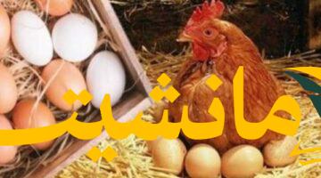 تحديث أسعار.. الدواجن والبيض تشهد استقرارًا في السوق اليوم الأربعاء 6 أغسطس 2025