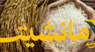 عاجل.. انخفاض مفاجئ في سعر الأرز الشعير اليوم الأحد 3 أغسطس 2025