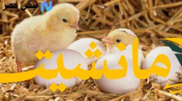 استقرار السوق.. أسعار الكتاكيت البيضاء ثابتة في بورصة ديارنا اليوم 3 أغسطس 2025 مع إقبال المربين