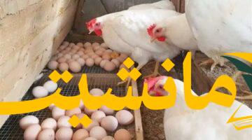 عاجل.. أسعار الفراخ البيضاء اليوم في بورصة الدواجن الرئيسية