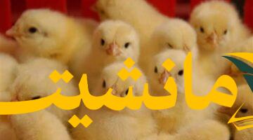 سوق الدواجن.. أسعار الكتكوت الأبيض عمر يوم الأربعاء 6 أغسطس 2025