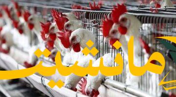 فرصة ذهبية.. انخفاض جديد في أسعار الدواجن والبيض يفاجئ المستهلكين