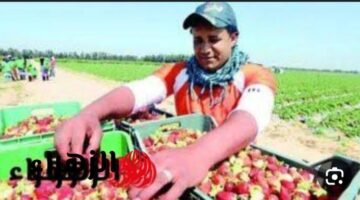 فاكهة مصرية رخيصة تحمي الكبد والكلى.. الصين وكوريا تبحث عنها لعلاج السكر وفقر الدم